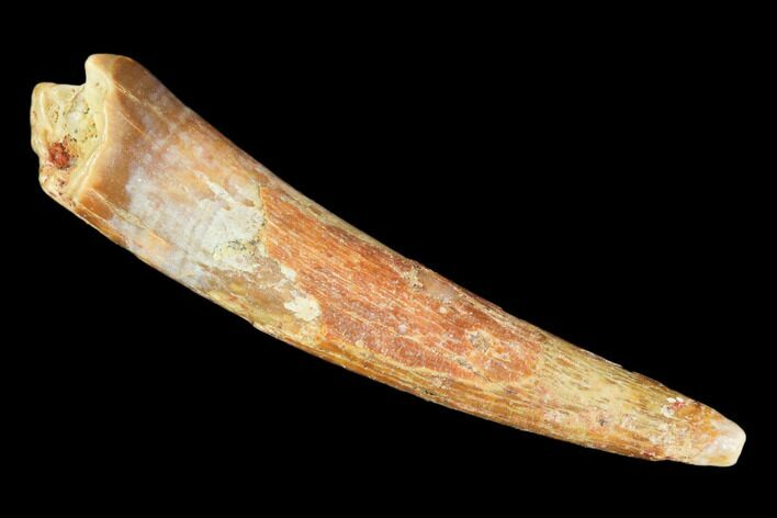 Large, Pterosaur (Siroccopteryx) Tooth - Morocco #101692